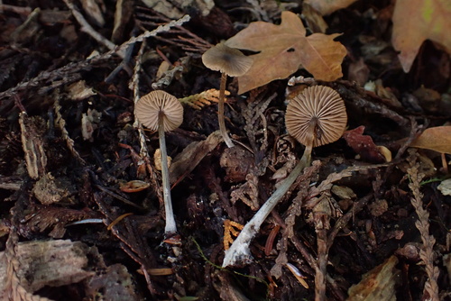 Owingsia PNW01 graham.jpg