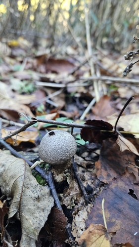 Lycoperdon
