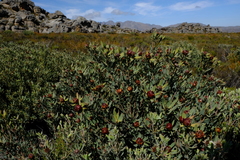 Leucadendron glaberrimum erubescens