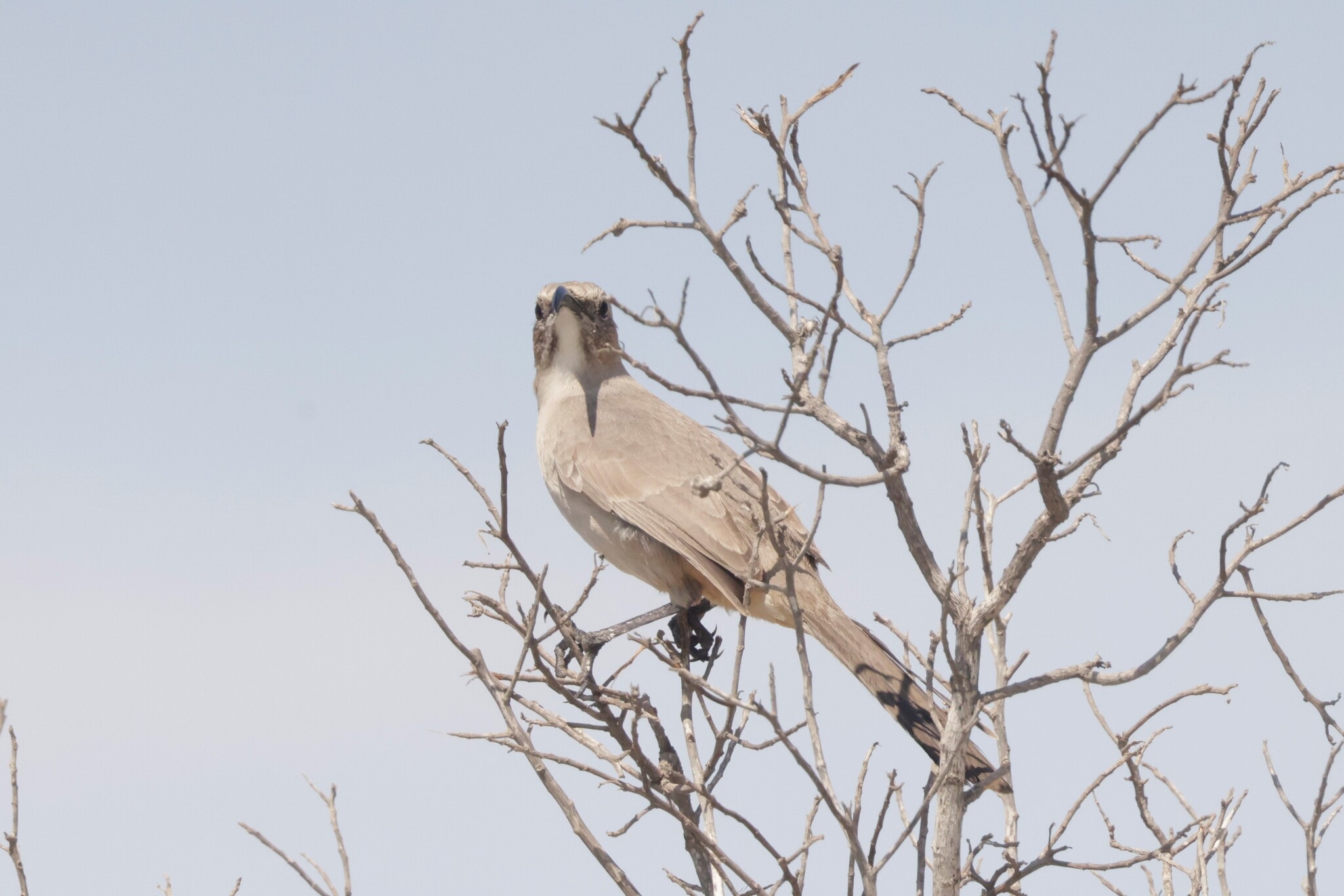 LeConte's Thrasher (Toxostoma lecontei), photo 9