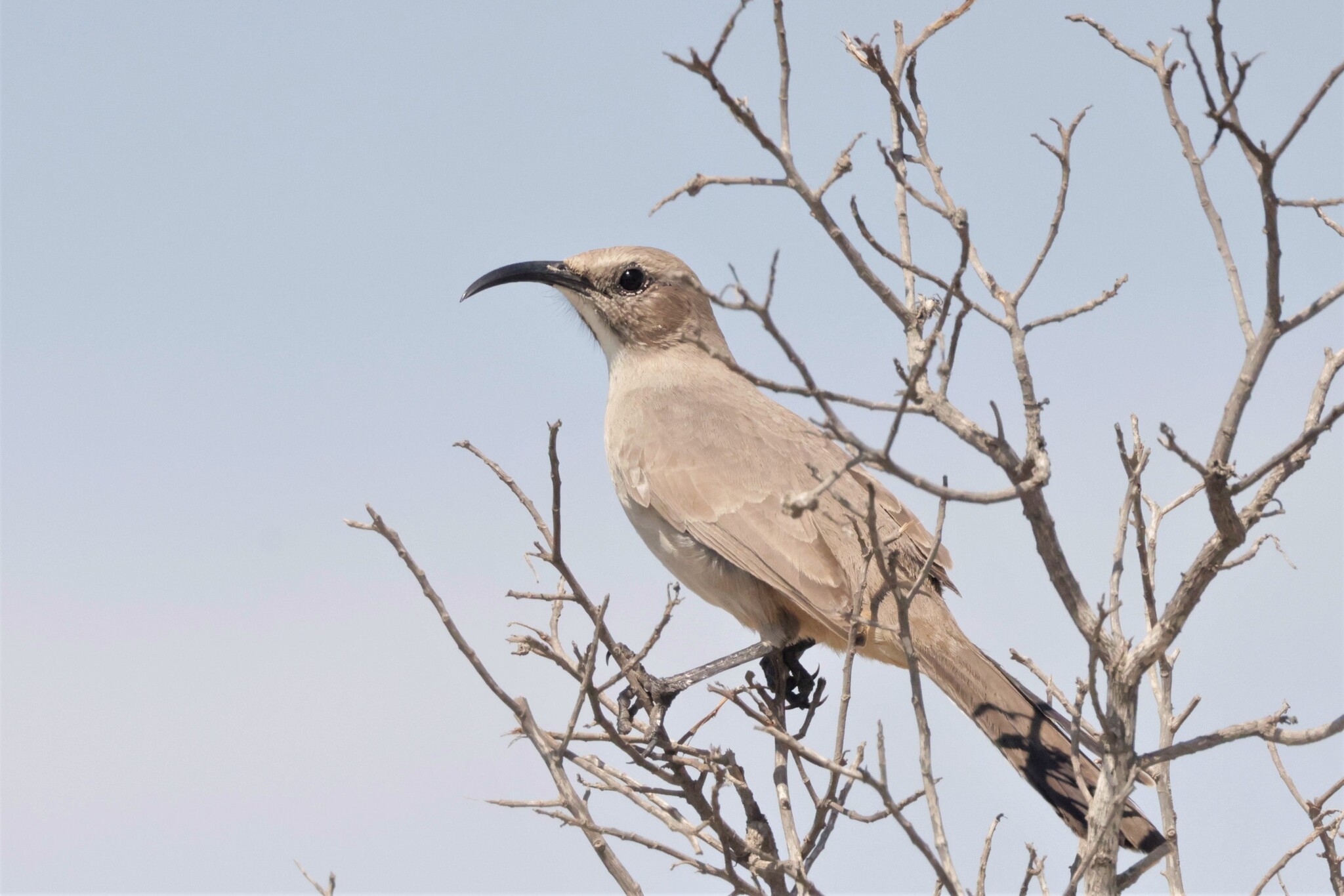 LeConte's Thrasher (Toxostoma lecontei), photo 10