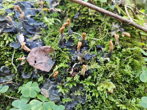 Peltigera