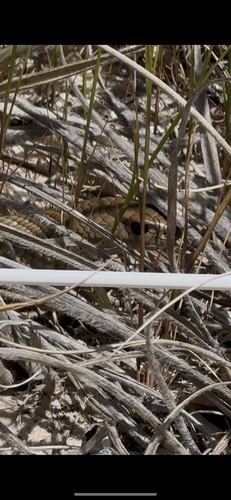 Eastern Brown Snake sighting