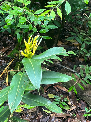 Heliconia longiflora, photograph 4
