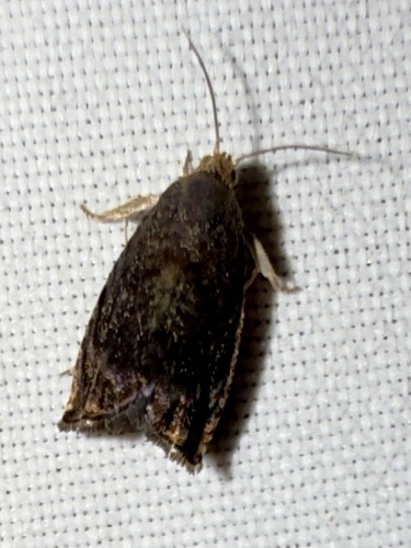 Hickory Shuckworm Moth photo 6