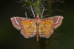 Ambia decoralis