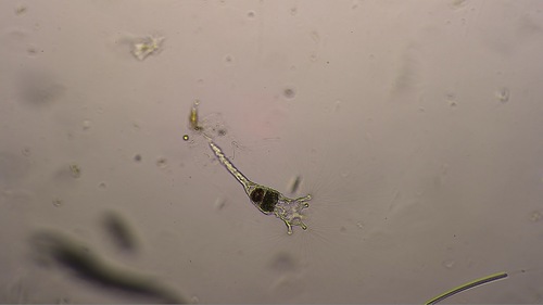 Collotheca coronetta