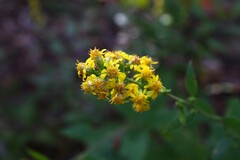 Solidago buckleyi