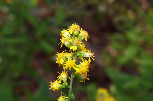 Solidago buckleyi, photograph 1