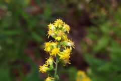 (c) Dominic, some rights reserved (CC BY) Solidago buckleyi, photograph (c) Dominic, some rights reserved (CC BY)