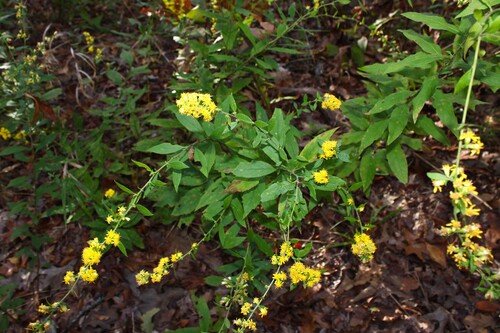 Solidago buckleyi, photograph 2