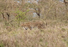 Leptailurus serval