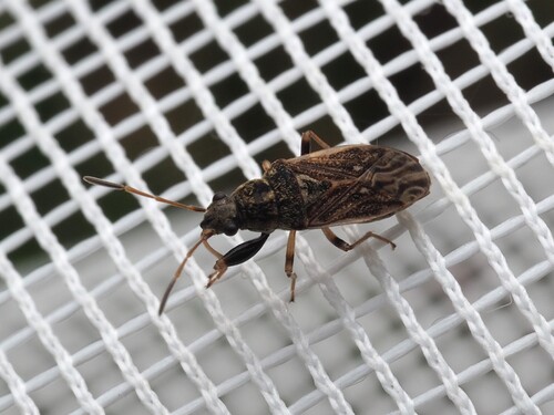 Pale-spotted Seed Bug photo 5