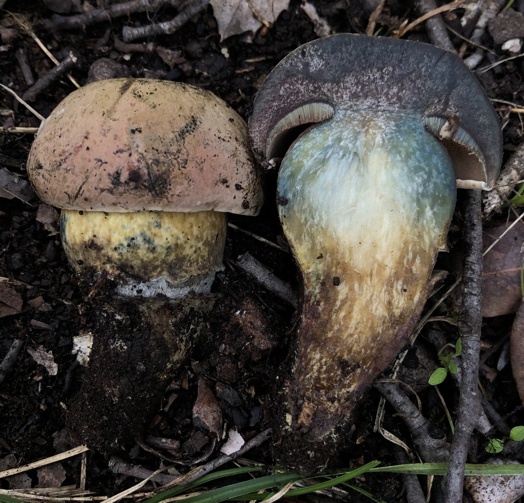 Suillellus comptus