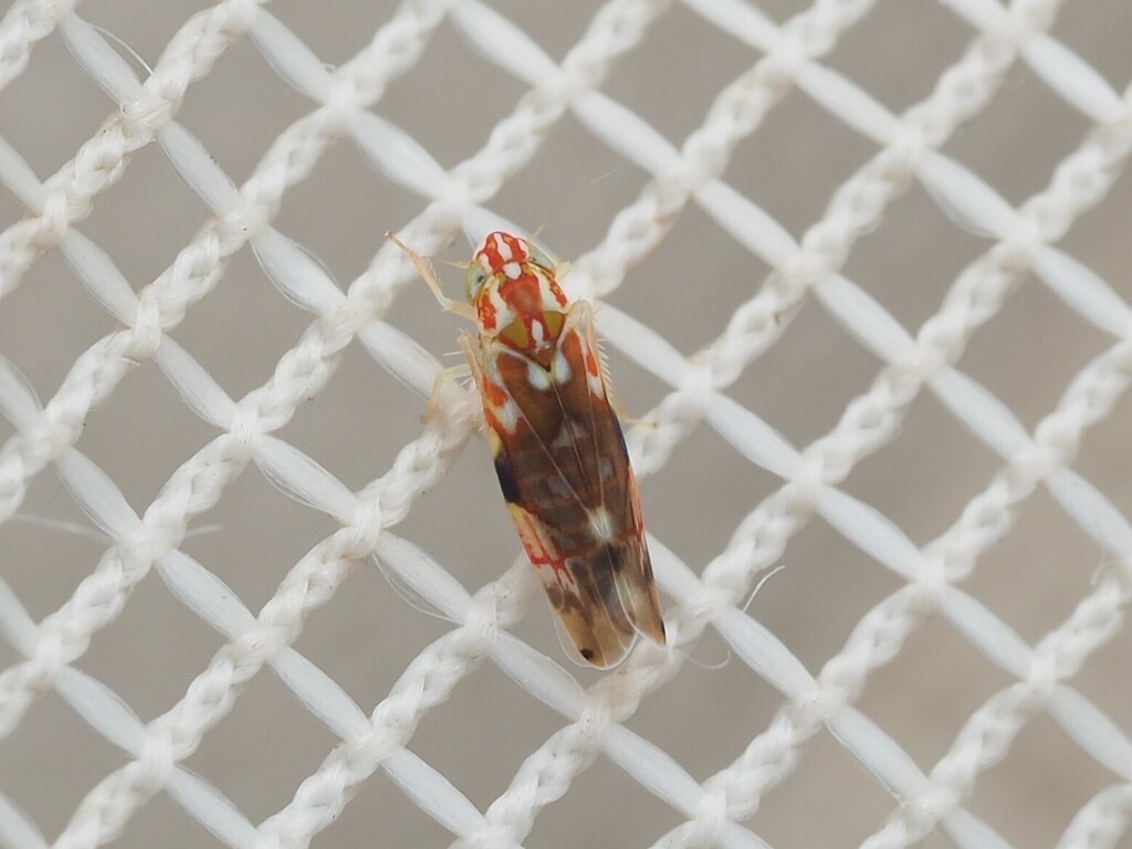 Erythroneura reflecta