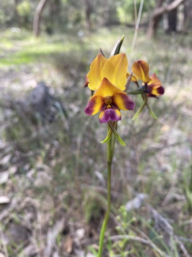 large pansy orchid (Diuris magnifica)
