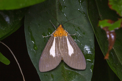 Asota subsimilis