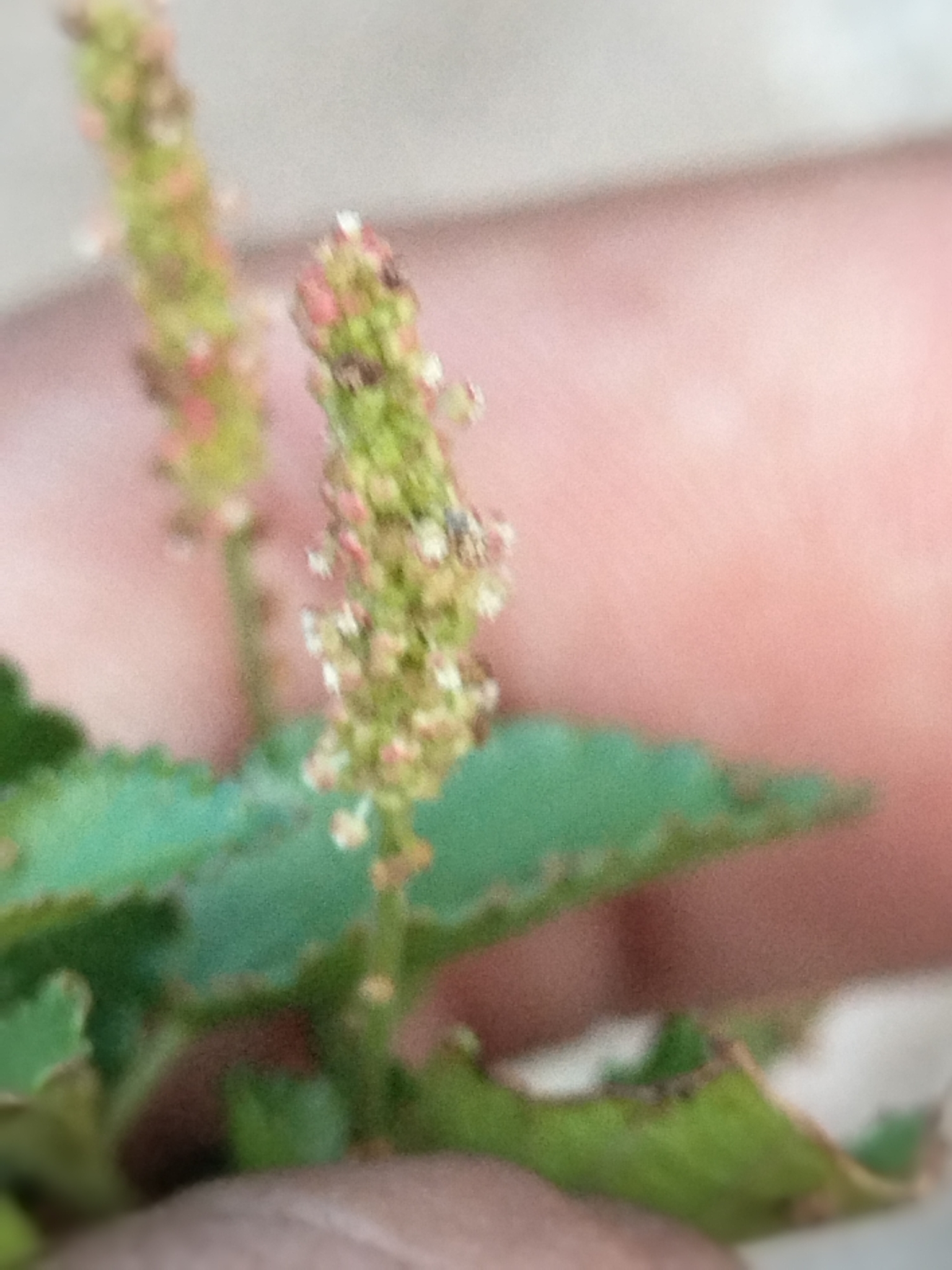 Acalypha saxicola Wiggins 3