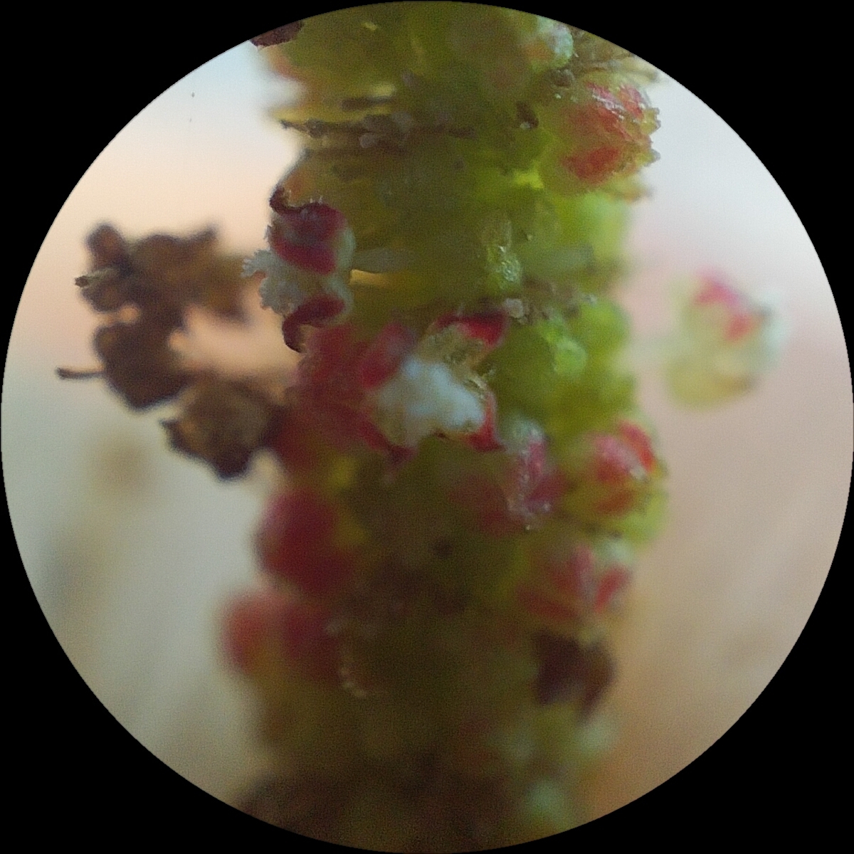 Acalypha saxicola Wiggins 4