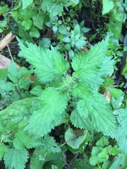 Urtica dioica
