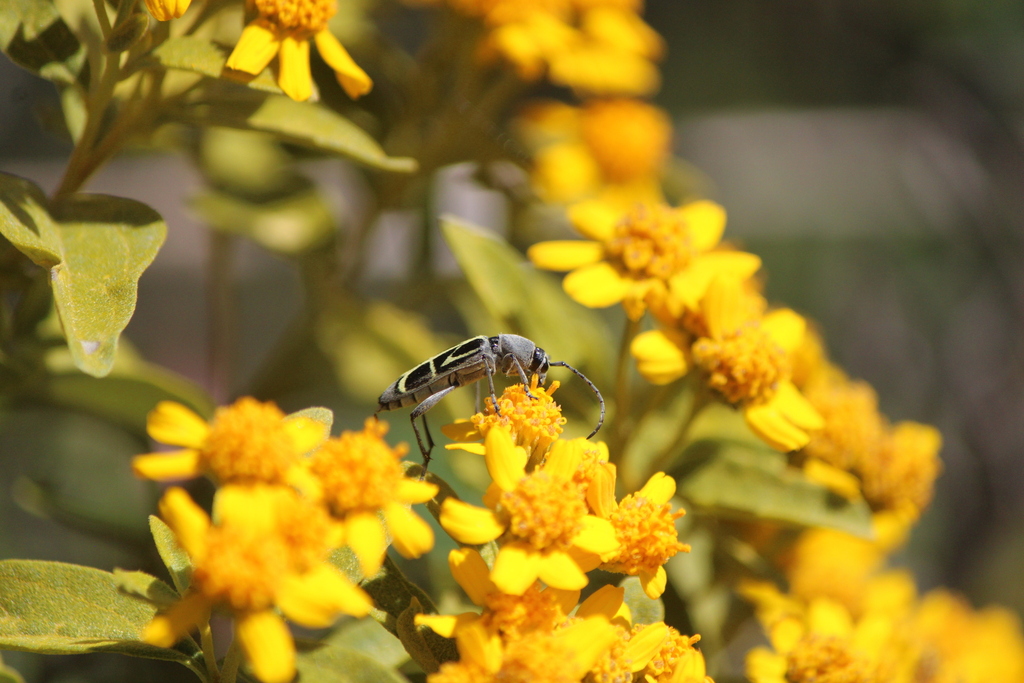 Tanyochraethes clathratus