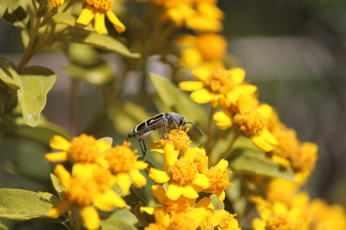 Tanyochraethes clathratus