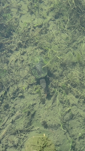 Sternotherus odoratus