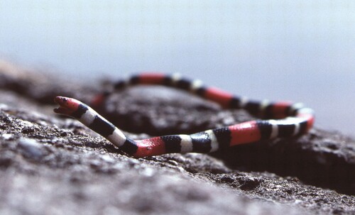 Natterer's Coralsnake