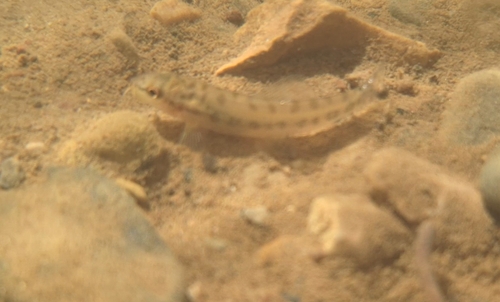 Dwarf Zipper Loach