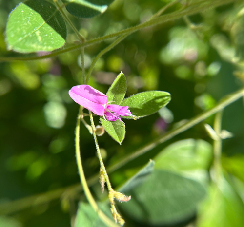 eastern milkpea (Galactia volubilis)