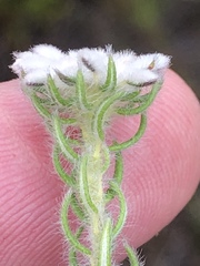 Phylica keetii mollis