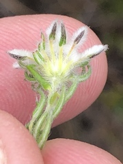 Phylica keetii mollis