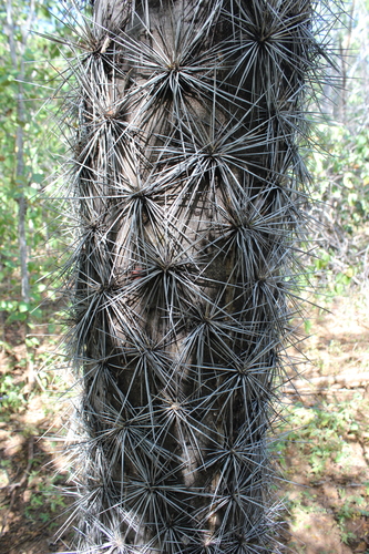 Leuenbergeria lychnidiflora