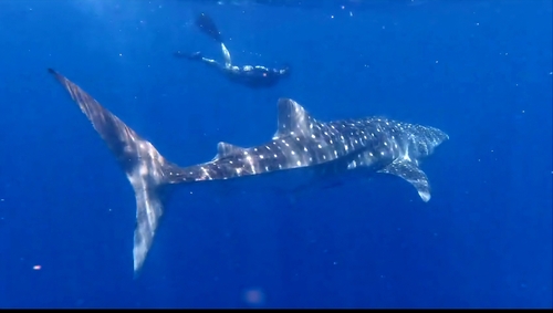 Rhincodon typus