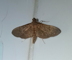 Hymenoptychis sordida