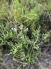 Phylica keetii mollis