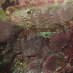 Tonicella