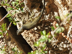 Sceloporus oberon