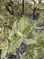 Quercus peninsularis