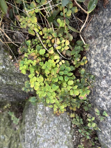 Thalictrum uchiyamae iNat (1)