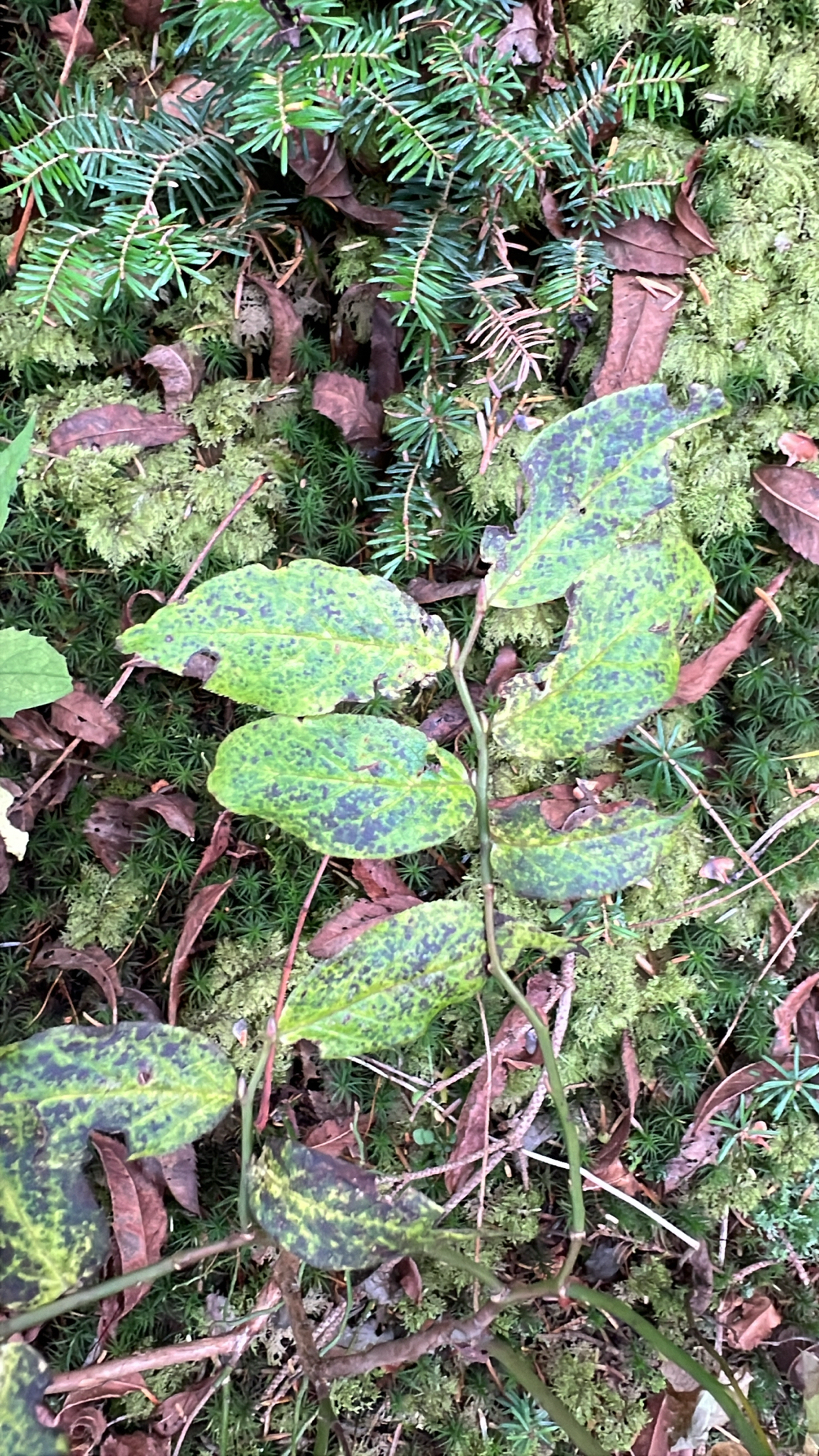 Bearberry (Vaccinium erythrocarpum)