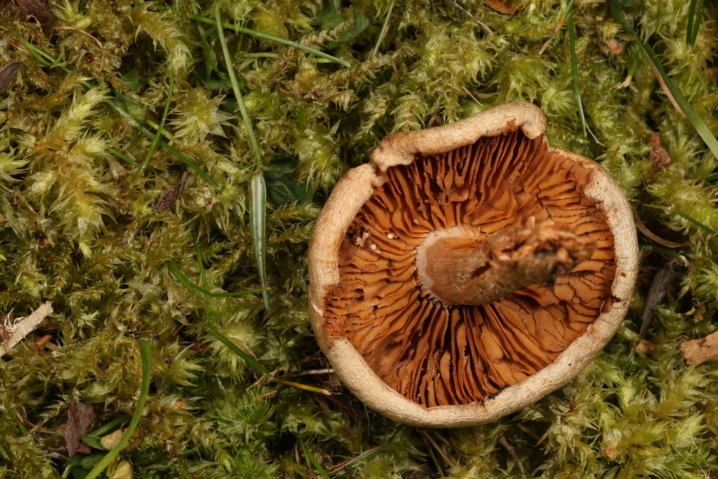 Cortinarius sp. 'ON01'