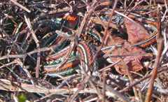 Thamnophis sirtalis tetrataenia