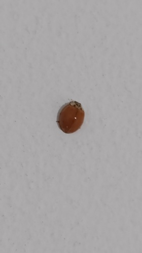 Asian Lady Beetle