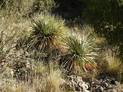 Dasylirion cedrosanum