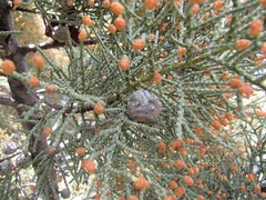 Cupressus bakeri