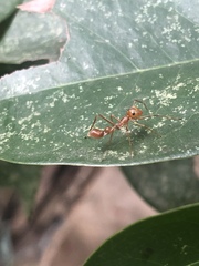 Myrmarachne assimilis