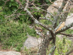 Trachyphonus darnaudii usambiro