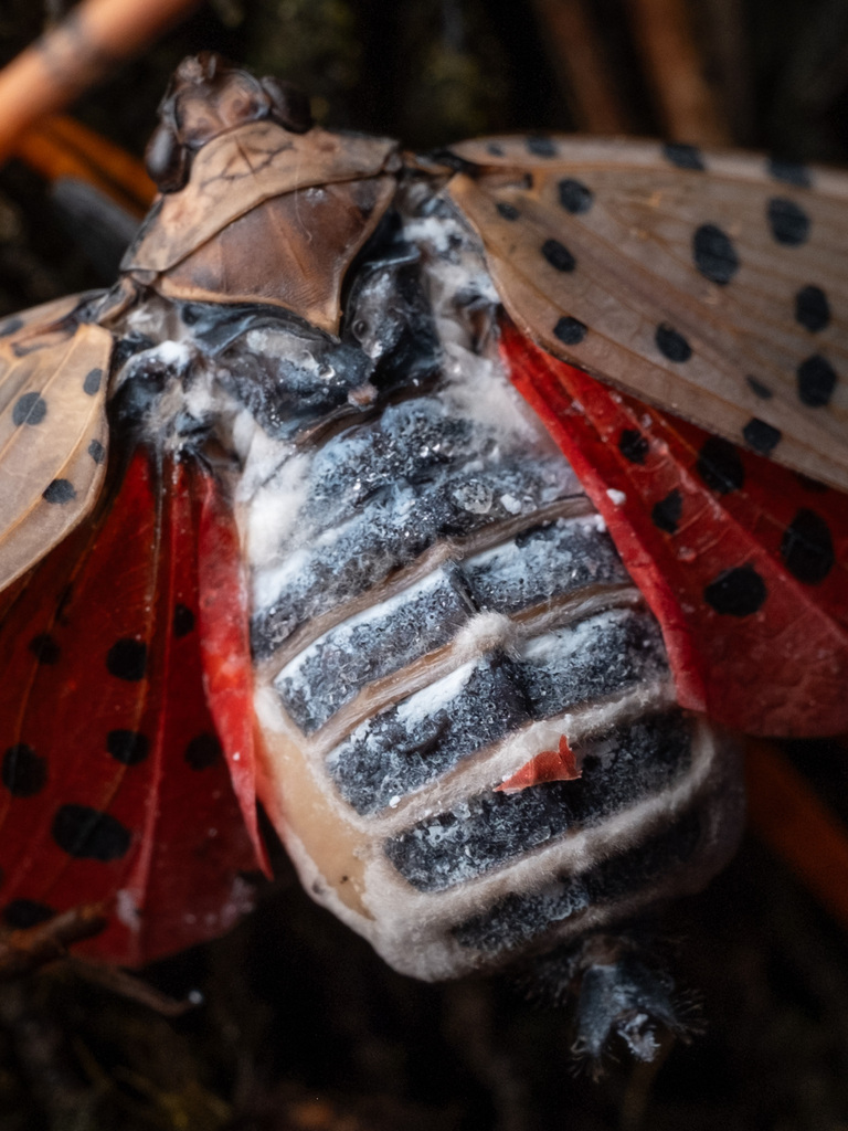 Sugar Fly Insect Icing sugar fungus from Rockingham County, VA, USA on October 13, 2025 ...