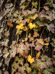 Hedera helix